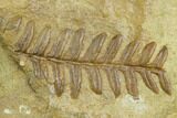 Pennsylvanian Seed Fern (Alethopteris) Fossil - Kansas #130261-3